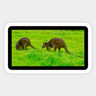 The Two Swamp Wallabies Sticker